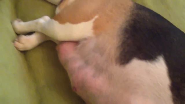 Щенки шевелятся смотреть онлайн