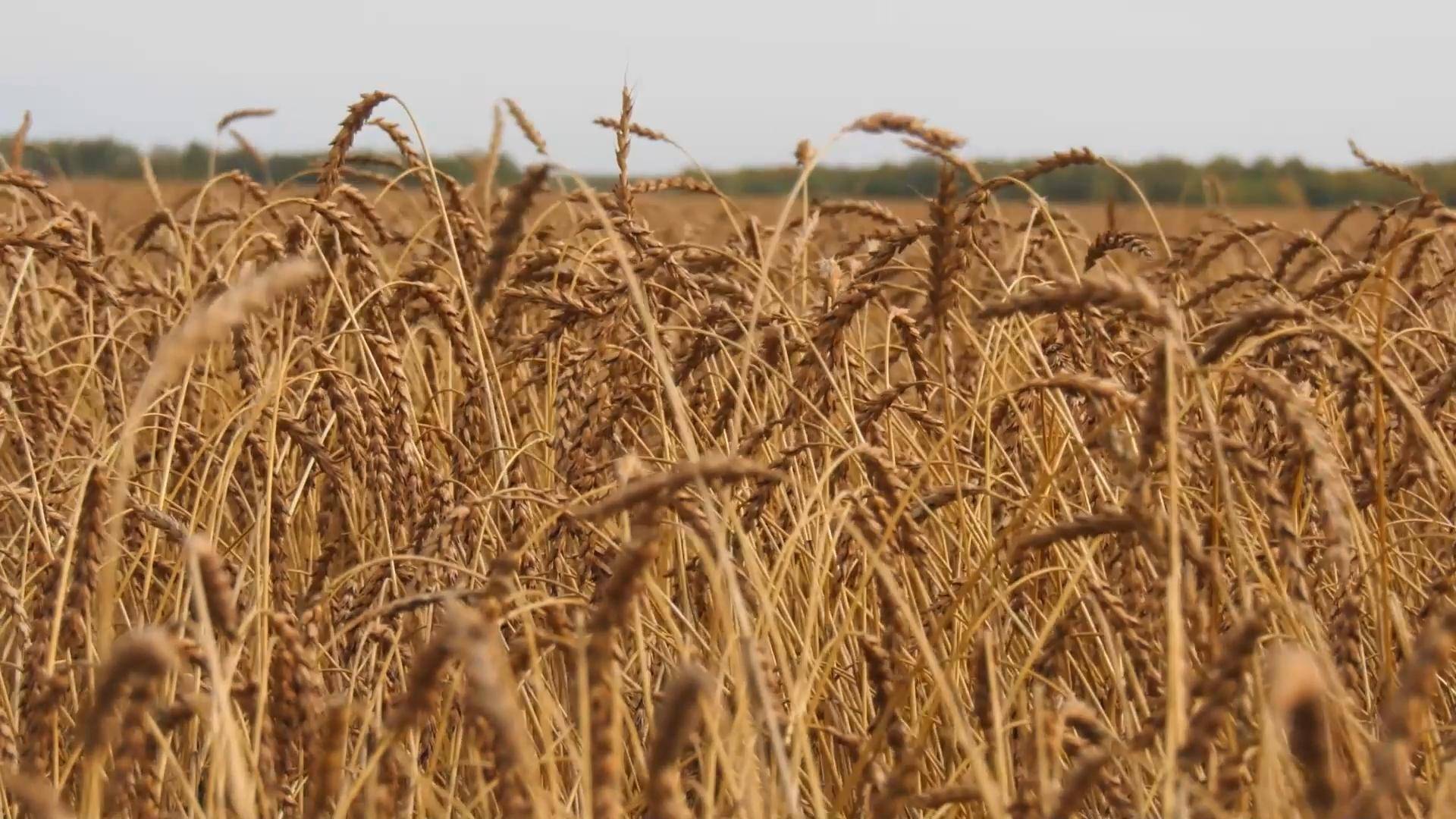 Страницы нашей истории: Шадринскому опытному полю – 110 лет смотреть онлайн