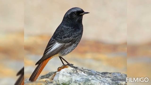 голос пичуги смотреть онлайн