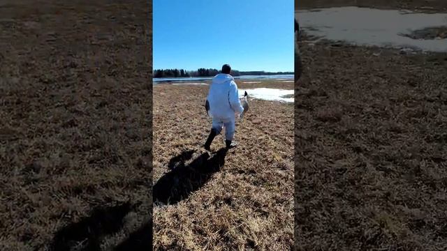 2022г. весна глазами охотника . гусь. утка.