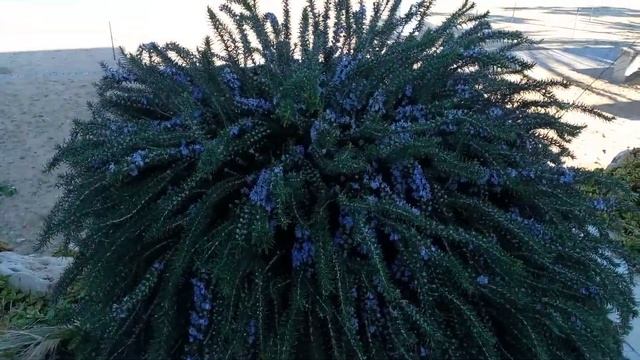 Территория отеля The Sunrise Beach Hotel 4* Кипр The territory of The Sunrise Beach Hotel 4* Cypru смотреть онлайн