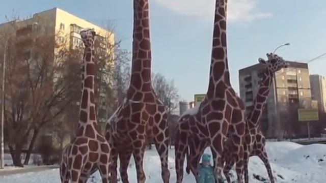 Екатеринбург Памятники Жирафы семья скульптура. Monuments Of Yekaterinburg Giraffes смотреть онлайн