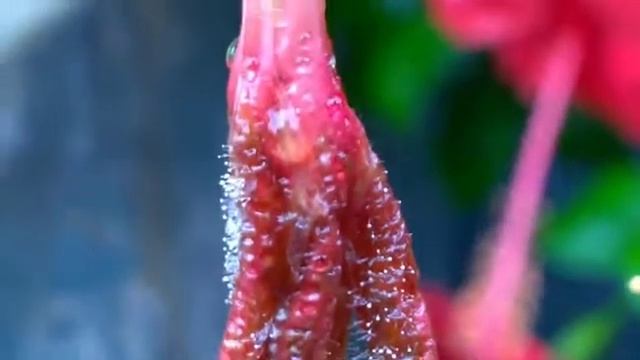 Fungi : Antony Sahaya Winner смотреть онлайн