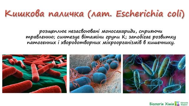 Корисні та шкідливі бактерії смотреть онлайн