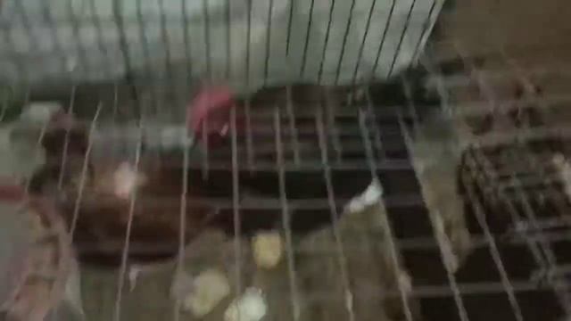 Можно ли содержать в одном помещении собак и кур? ХанХяп #25 смотреть онлайн