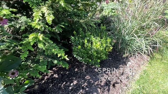 Why your garden needs Winter Interest and how to plan for it! смотреть онлайн