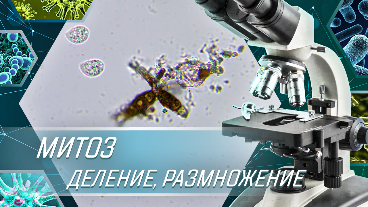 МИТОЗ (деление, размножение) ОДНОКЛЕТОЧНЫХ ПОД МИКРОСКОПОМ - ВЕСЬ ЦИКЛ ДЕЛЕНИЯ за 7 минут. смотреть онлайн