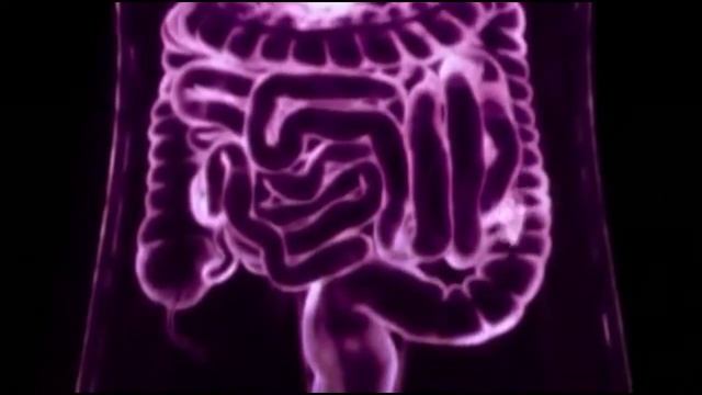 Как работает желудок смотреть онлайн