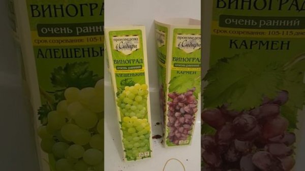 Выращивание винограда в Сибири