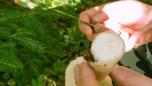 Идём по грибы в Литве / Какие грибы нельзя собирать/Чего следует опасаться смотреть онлайн