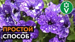 КАК ПОСЕЯТЬ ПЕТУНИЮ НА РАССАДУ