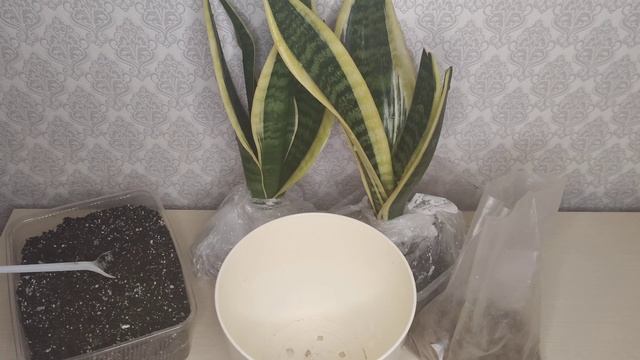 Сансевиерия Футура Суперба. Красивенный яркий сорт! Пересадка двух розеток с детками в один горшок. смотреть онлайн