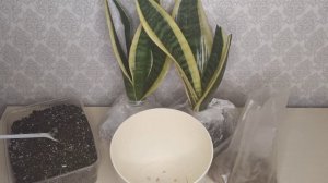 Сансевиерия Футура Суперба. Красивенный яркий сорт! Пересадка двух розеток с детками в один горшок.