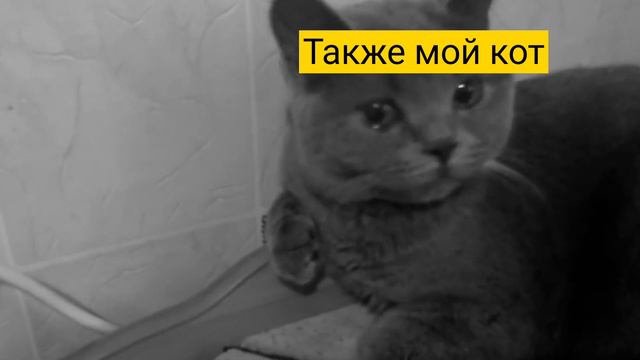 кот-закрой свой рот смотреть онлайн