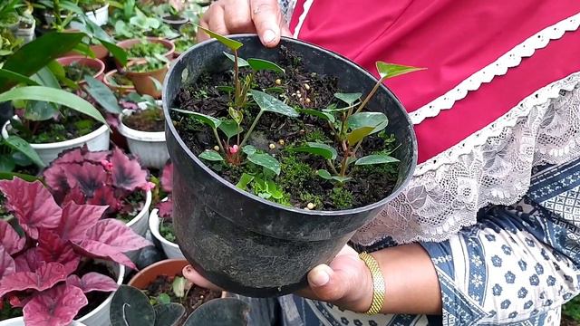 MERAWAT, MEMPERBANYAK DAN MENYILANG ANTHURIUM PRESIDENT смотреть онлайн