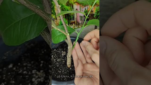 Как прививать цитрусовые. смотреть онлайн