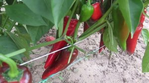 Перец Бизон красный в открытом грунте на 22 августа 2021 обзор