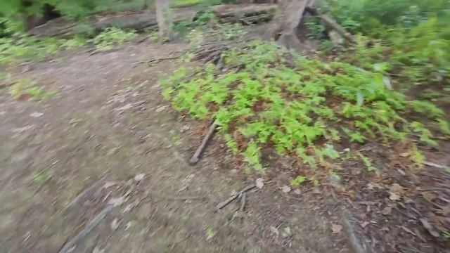 Ganoderma Applanatum @Landscape at the riverbank.ទេសភាពនៅមាត់ទន្លេ Vlog 203 смотреть онлайн
