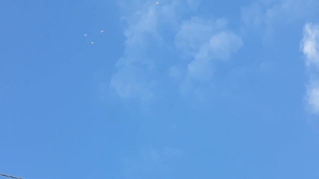 Как я тренерую голубей / лёт/ бой/ столб / как разогнать голубей смотреть онлайн