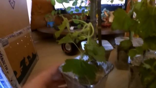 ?Распаковка саженцев от KoZa DoZa\\?Смородина и Роза? смотреть онлайн