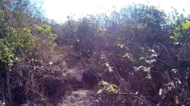 Индия (ГОА). Поход через горы из Баги в Анджуну. смотреть онлайн