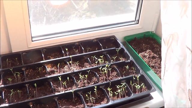 Рассада своими руками смотреть онлайн