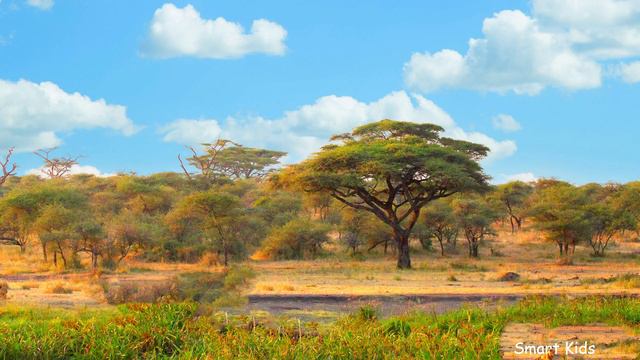 Тварини Африки | Вчимо назви та звуки тварин українською | Як говорять африканські тварини