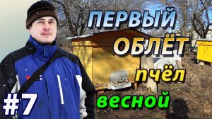 Первый облёт пчёл весной после зимовки. Важное событие в жизни пчеловода !