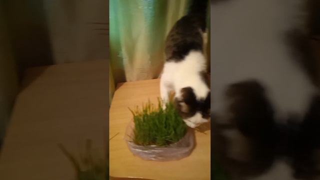 Барсик впервые ест траву! смотреть онлайн