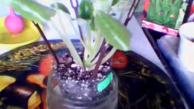 07.04 2019 Фиалка Львовская Опера . Комнатные цветы. Комнатные растения. смотреть онлайн