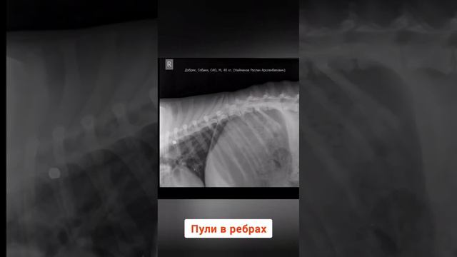 Собака Добрыня в добрые руки Москва