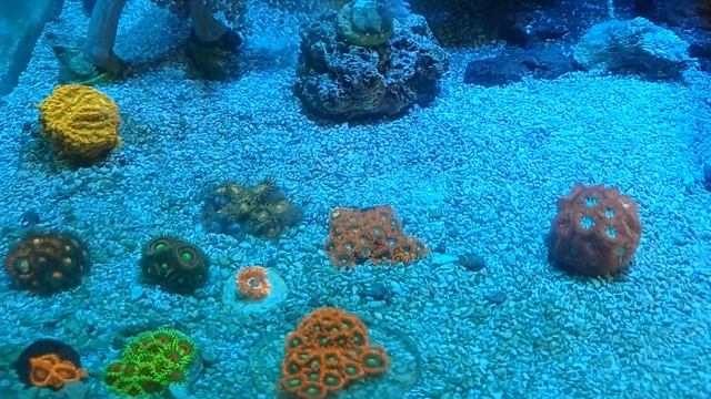 TRIDACNA MAXIMA смотреть онлайн