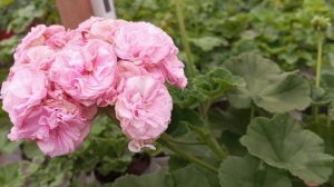 ЮВ Купидон!