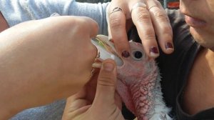 Индюки Биг 6 ,  пропойки левомицетином.