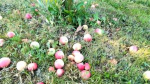 ??ЛЕТНЯЯ ЯБЛОНЯ ЕЛЕНА. МОЙ ОТЗЫВ О СОРТЕ