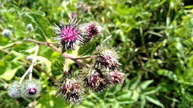 Репей и звук кузнечика