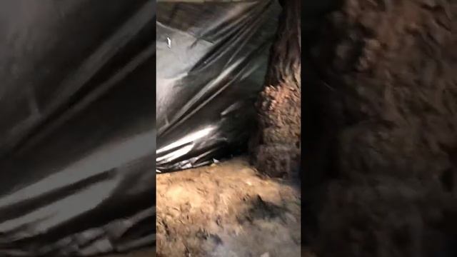 Парилочка на берегу Дуная смотреть онлайн