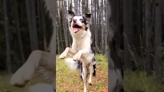 Эдит(Бультерьер, Бордер колли)вас 600 щенят 💓💓💓😖😲😲😳 смотреть онлайн