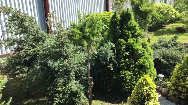 Растения на штамбе. Моя любимая дача 19 мая 2019г. Удобрила все хвойные. Обработала розы.??? смотреть онлайн