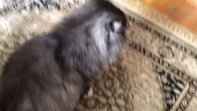 Пушок смотреть онлайн