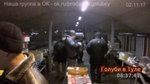 Выставка голубей в Туле. Ярмарка-продажа птиц, кроликов