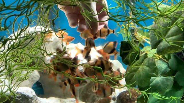 2021 Tiger Barb Aquarium. Feeding and Socializing. смотреть онлайн
