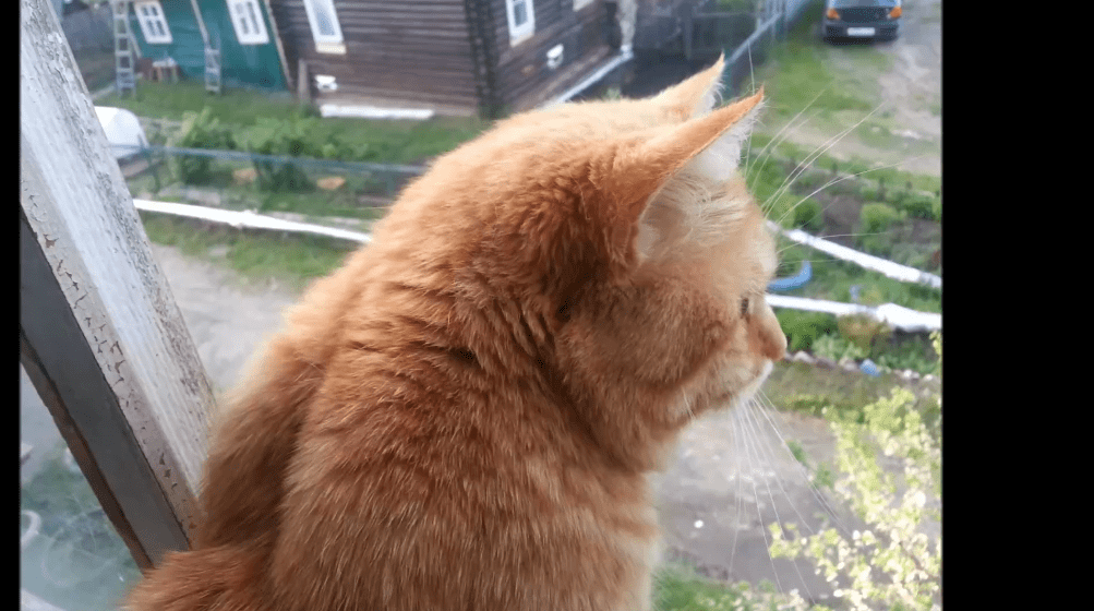 Приключения рыжего разбойника смотреть онлайн