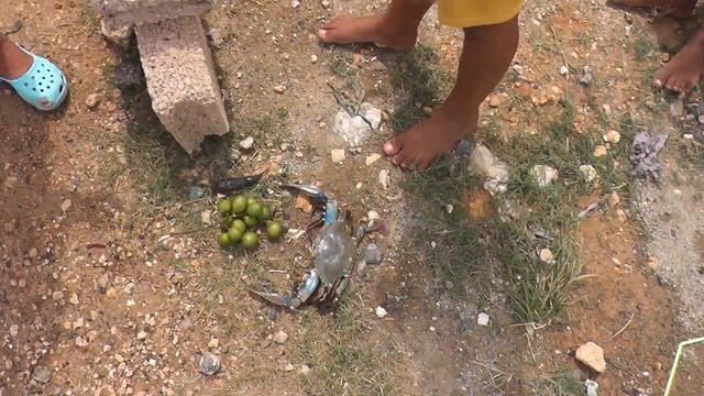 Ловля крабов на "каландрагу" Куба,Варадеро смотреть онлайн