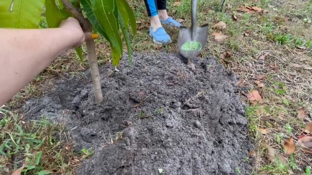 Сажаем манговые деревья у себя на backyard во Флориде смотреть онлайн