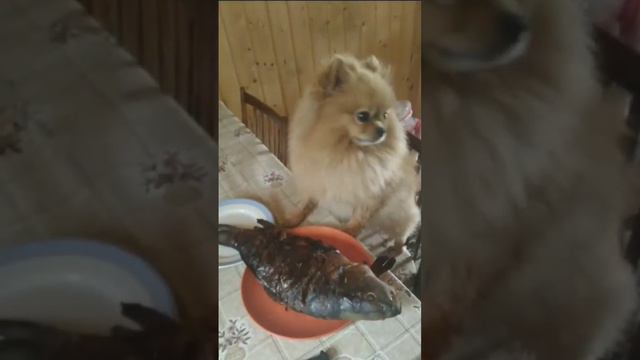 капченый карп 🤤