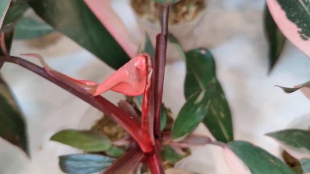 Растения в наличии г. Москва. Филодендрон розовая принцесса / Philodendron pink princess ? смотреть онлайн