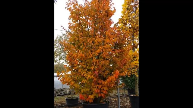 #Гамамелис #Османт #Парротия #Пахизандра Декоративные кустарники37 Декоративные растения смотреть онлайн