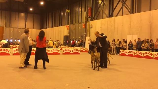 Канарский дог щенки кобели. Испания 22.05.2016 смотреть онлайн