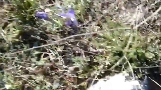 Весенние цветы Крыма. смотреть онлайн